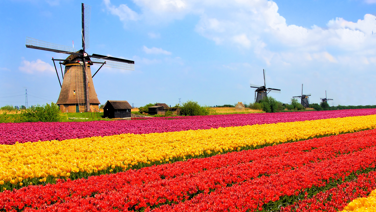 Netherlands Week Long Trip Amsterdam Tulip Gardens Wind